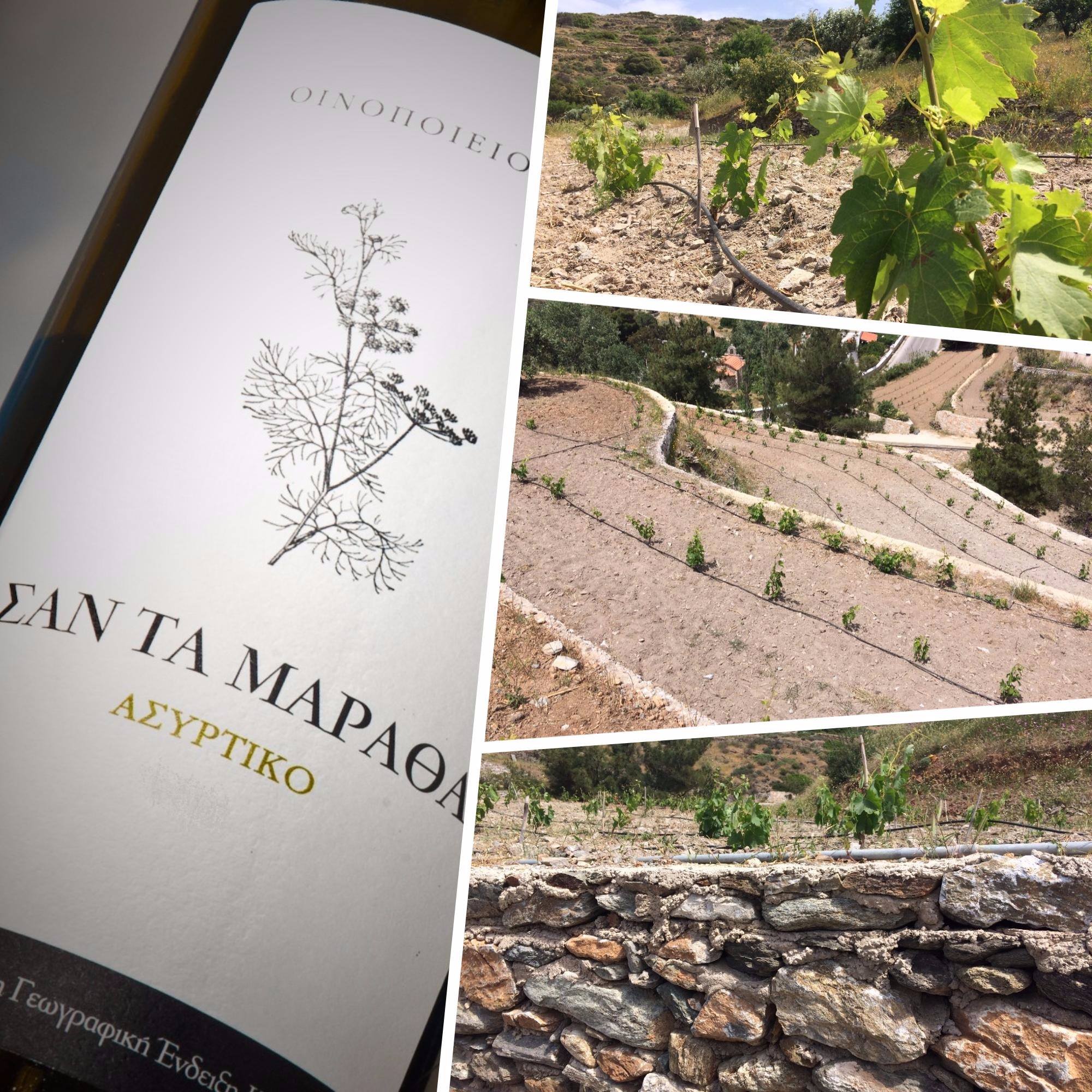 Chatzakis Syros vineyard